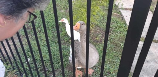 101747519_551990955488558_3213349911470677890_n[1]